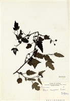 藏品(裏白懸鉤子)的圖片